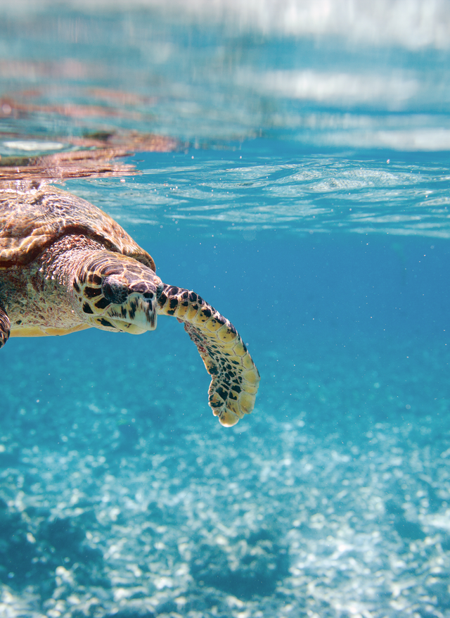 Seychellen Schildkröten seychellen-karettschildkroete-meeresschildkroete-g-110860994.jpg