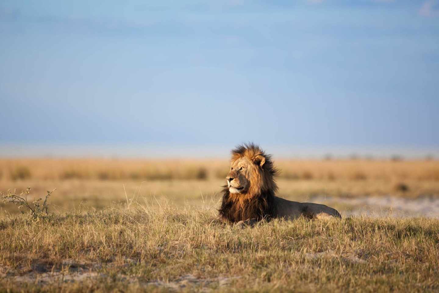 afrika-loewe-dertour-g-508386112.jpg
