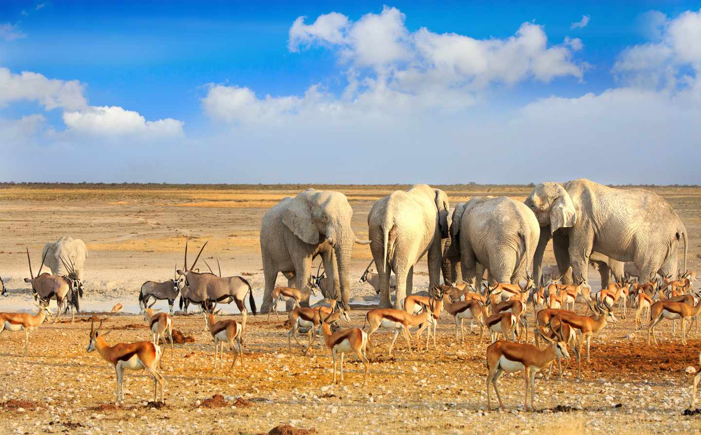 namibia-tiere-wasserloch-etosha-np-g-629774922.jpg