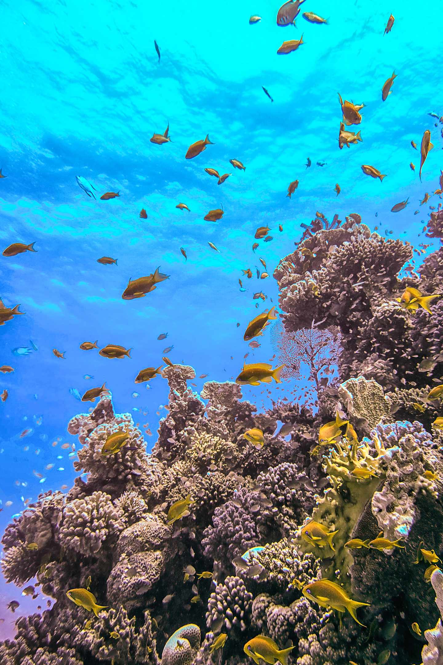 GettyImages-1174505614.jpg Korallenriffe im Roten Meer, Ägypten.