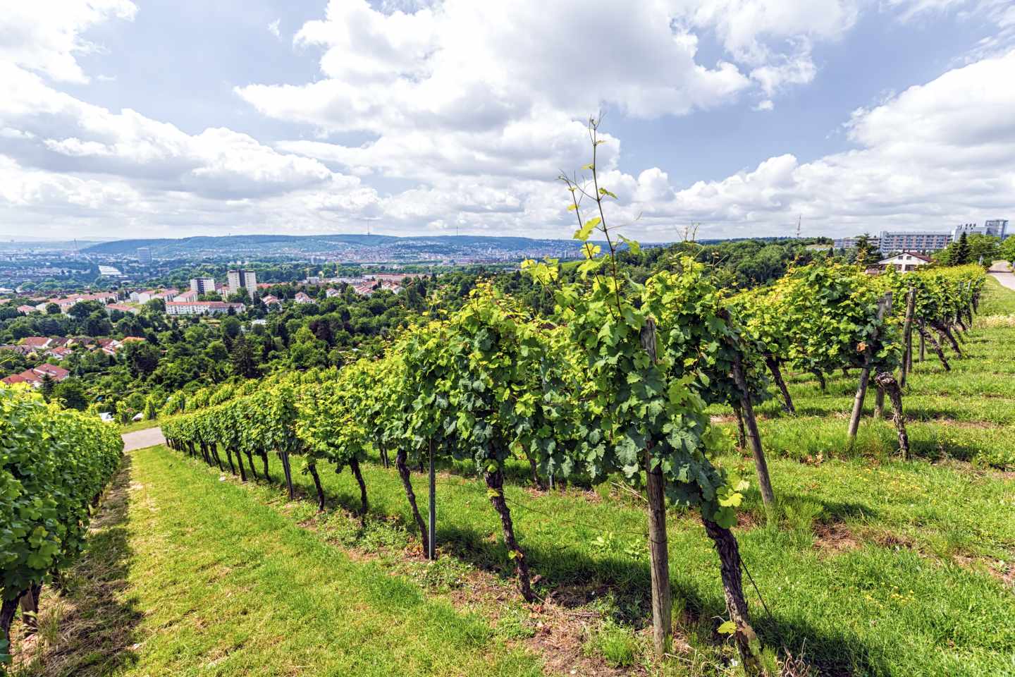 deutschland-stuttgart-weingut-g-615891616.jpg