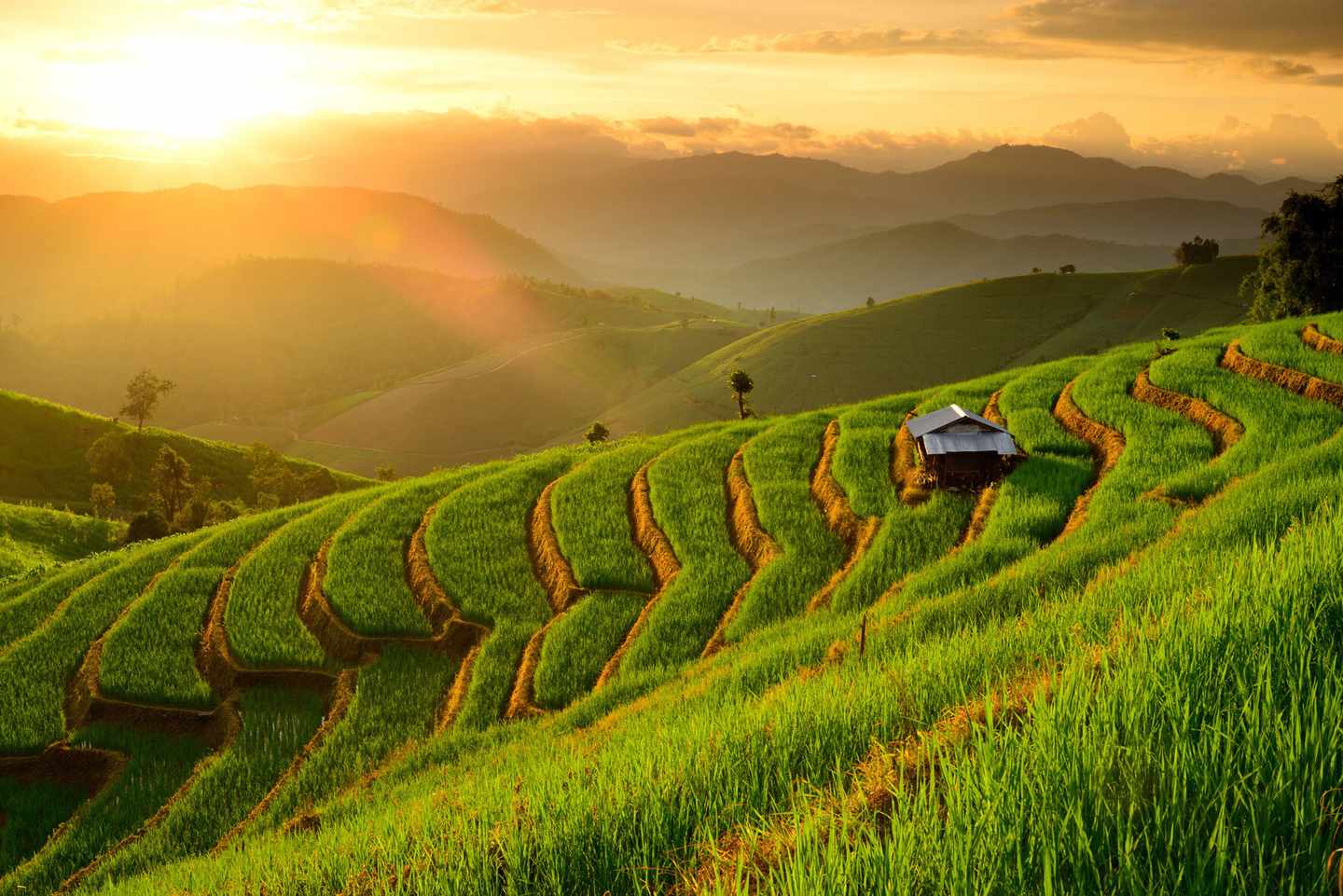 thailand-chiang-mai-tee-plantage-t-186340254.jpg