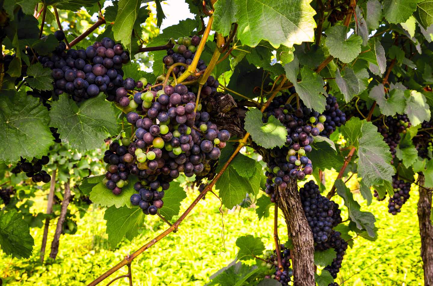 suedafrika-weinberg-rotwein-t-502329938.jpg