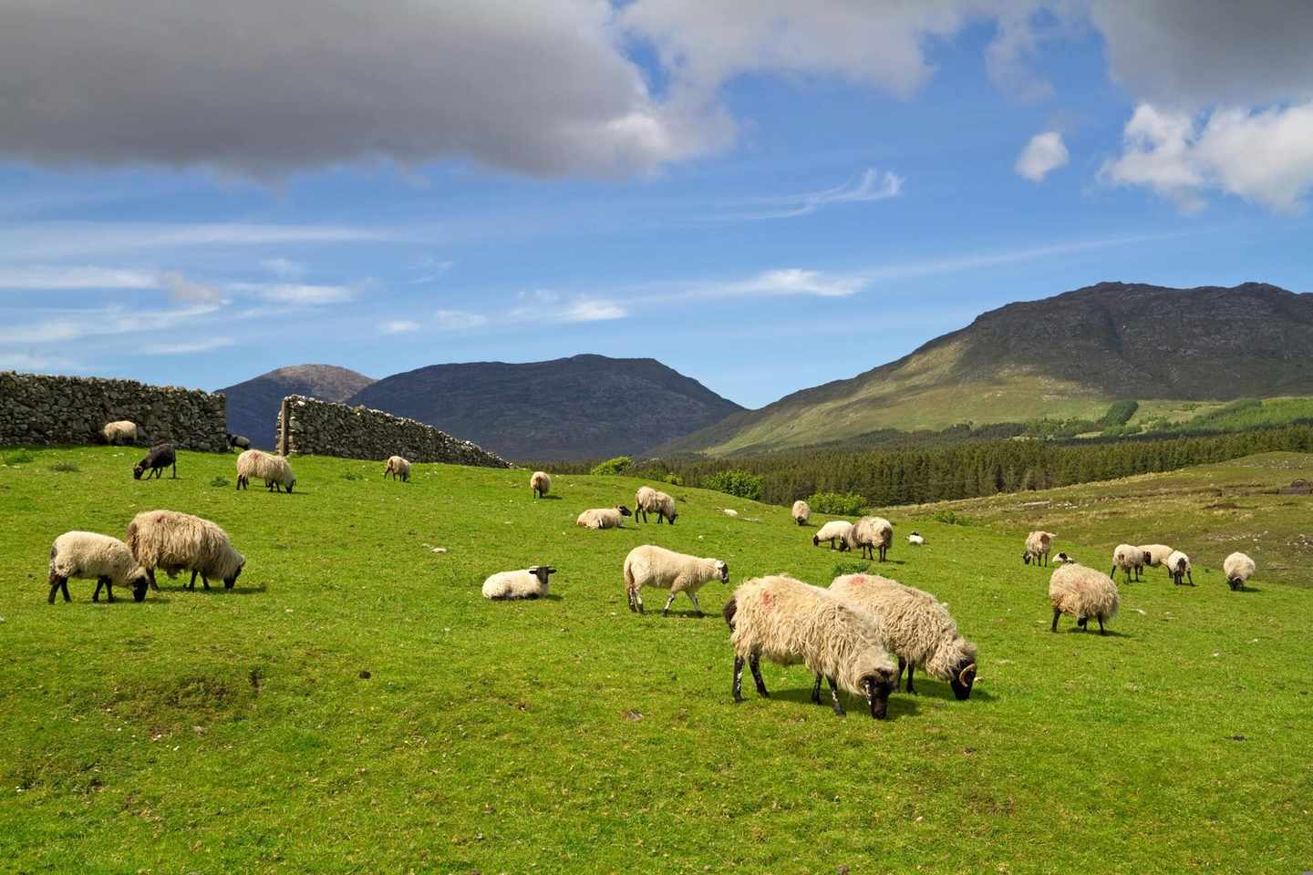 irland-schafe-t-138015856.jpg