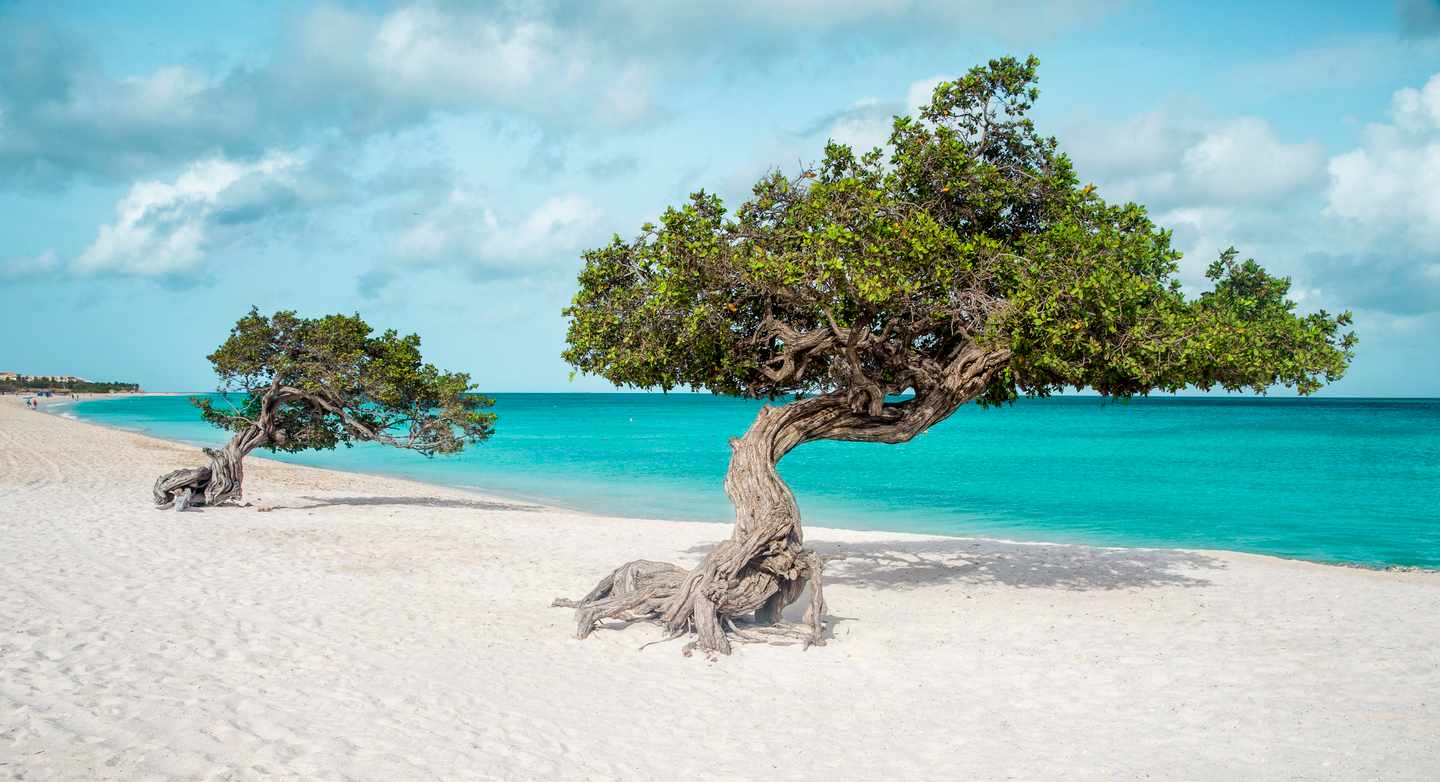 karibik-aruba-eagle-beach-divi-divi-baeume-g-693412582.jpg