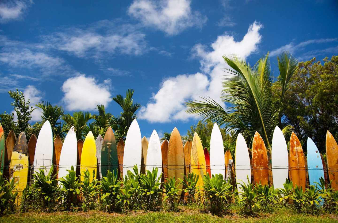 usa-hawaii-maui-surfbretter-g-163853914.jpg