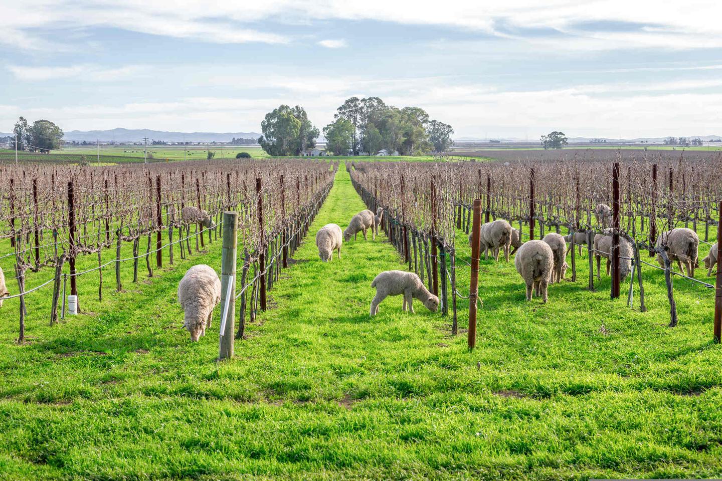 usa-kalifornien-napa-schafe-stehen-zwischen-den-weinreben-g-510610100.jpg