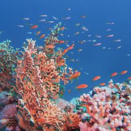 aegypten-marsa-alam-unterwasser-g-1407853632.jpg