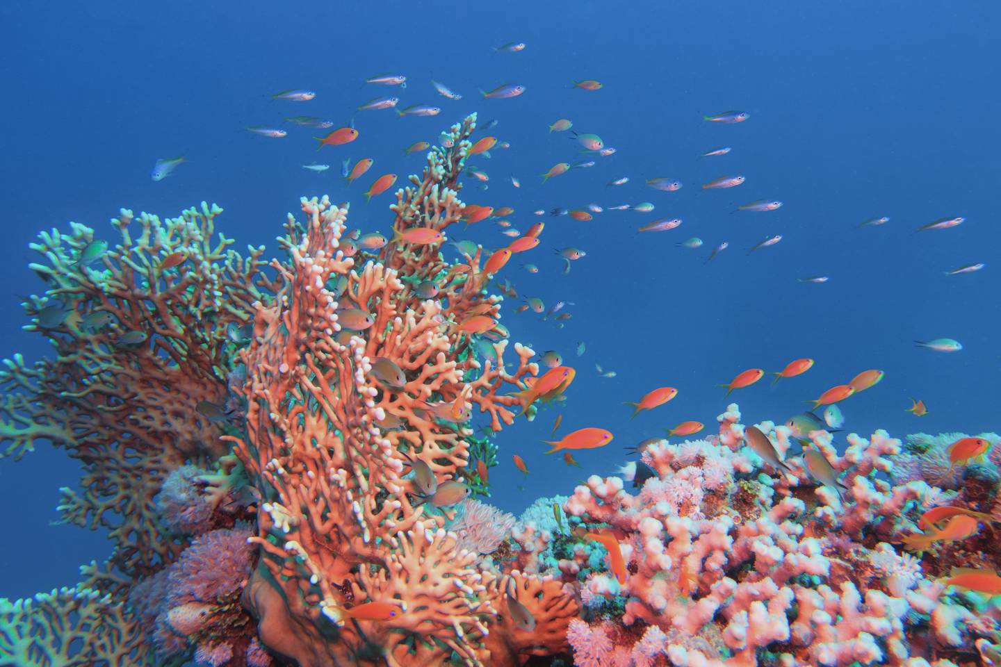 blt93d379286fde8b16-aegypten-marsa-alam-unterwasser-g-1407853632.jpg aegypten-marsa-alam-unterwasser-g-1407853632.jpg