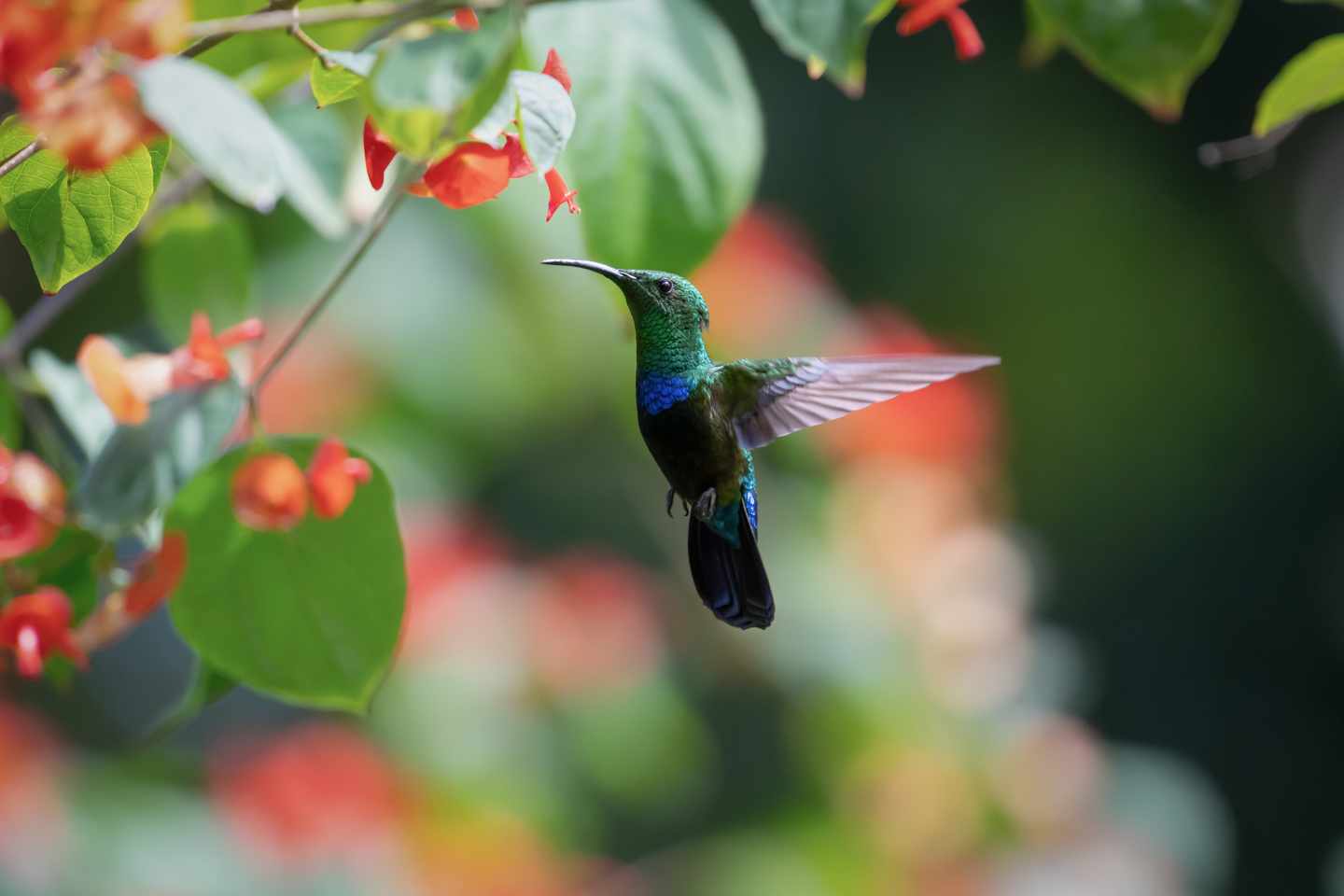 karibik-barbados-garden-wildlife-kolibri-1472128942.jpg