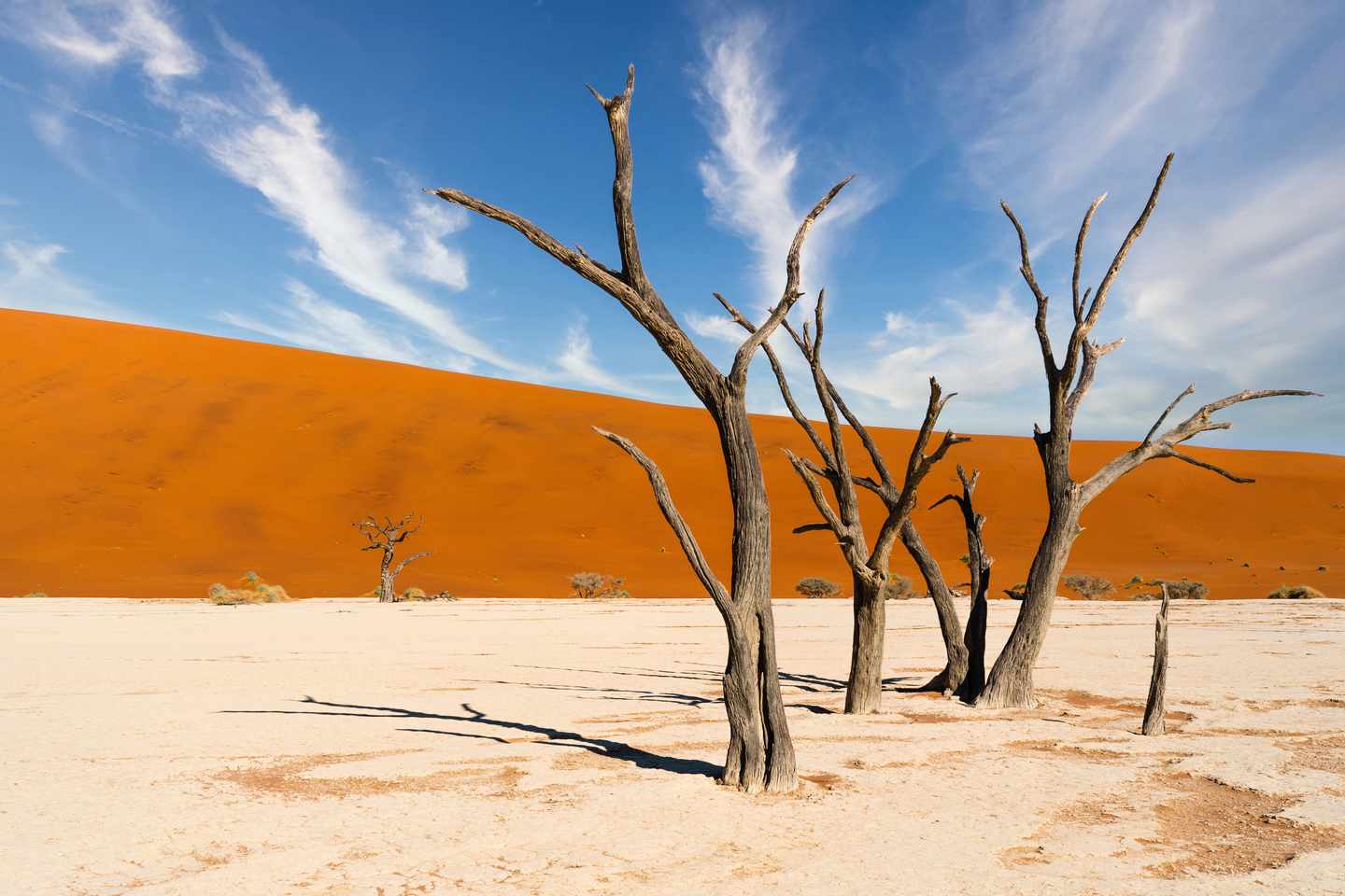 bltad0a9a65a23059b9-afrika-namibia-kameldornbaeume-g-1496950053.jpg Afrikas Sehenswürdigkeiten: Kameldornbäume in Namibia
