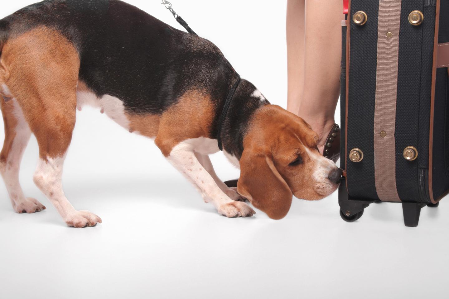 hund-schnueffelt-koffer-zoll-g-183541558.jpg