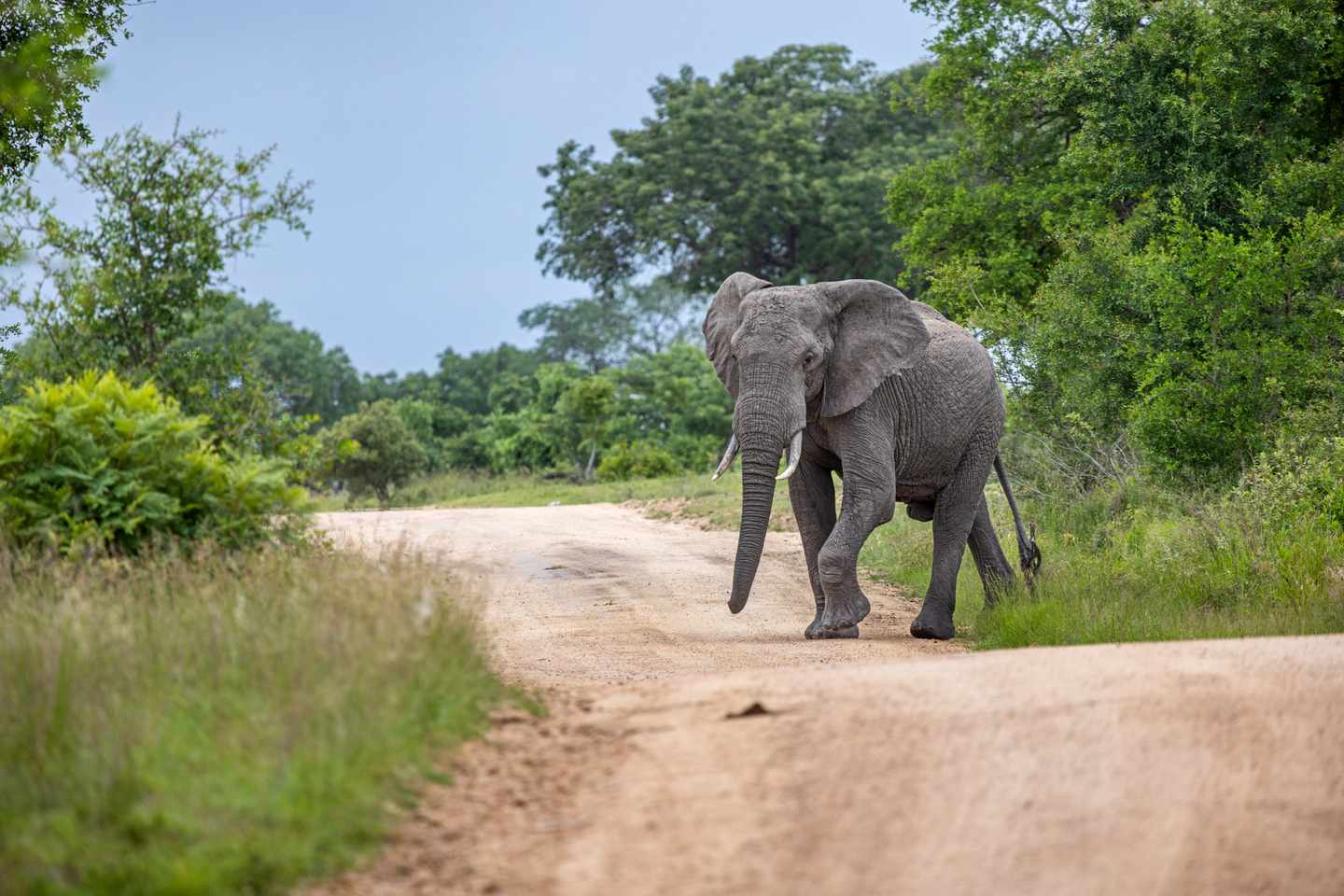 afrika-elefant-kruger-nationalpark-g-1453119294.jpg