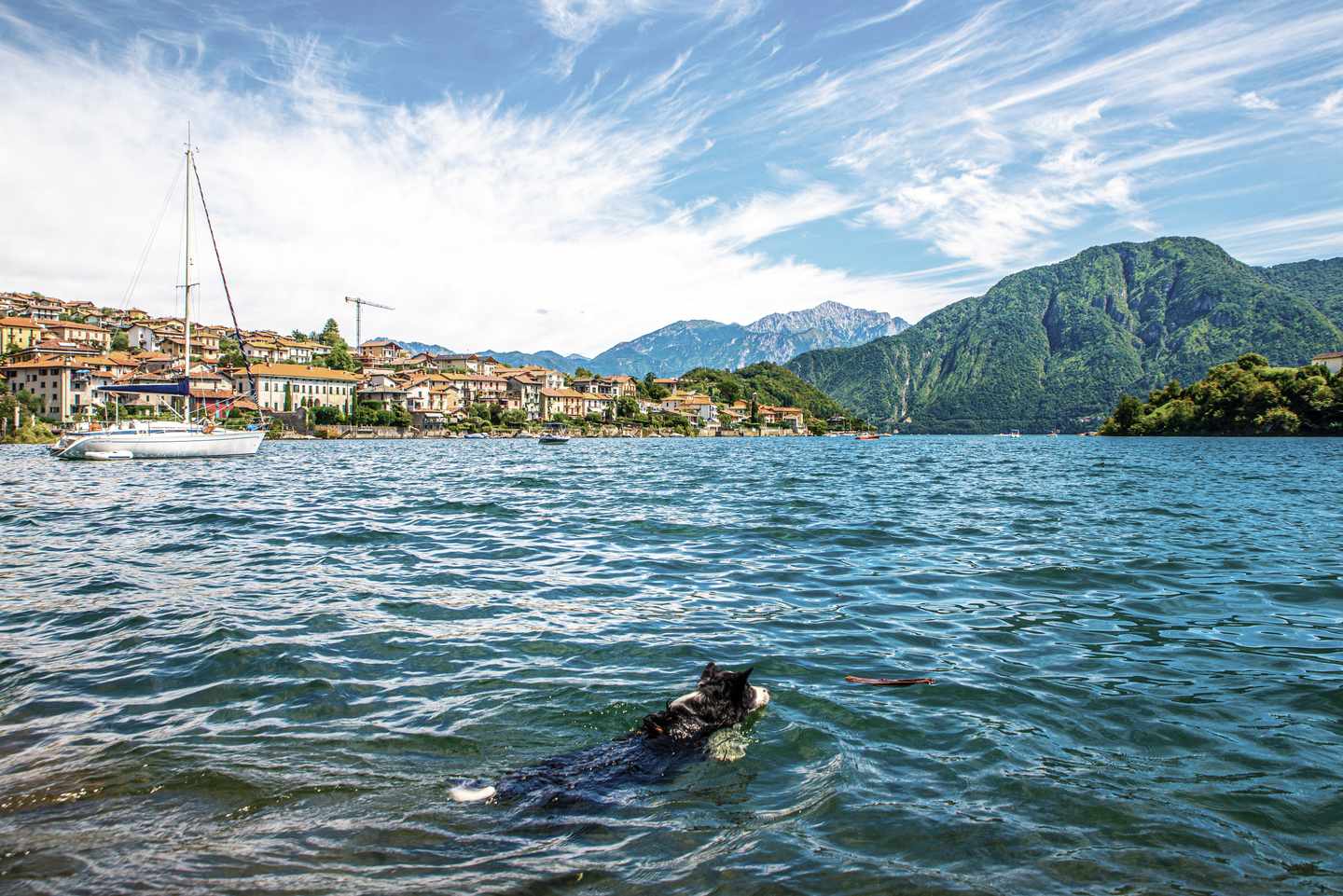 italien-lombardei-comer-see-isola-comacina-hund-schwimmt-g-1474700541.jpg