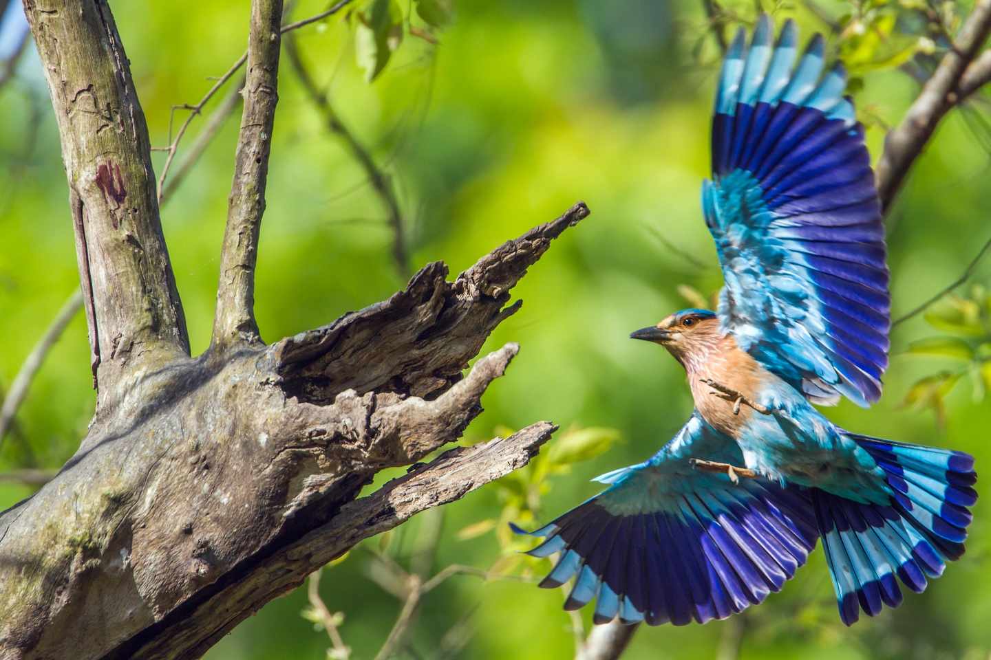 nepal-royal-chitwan-nationalpark-t-586712194.jpg