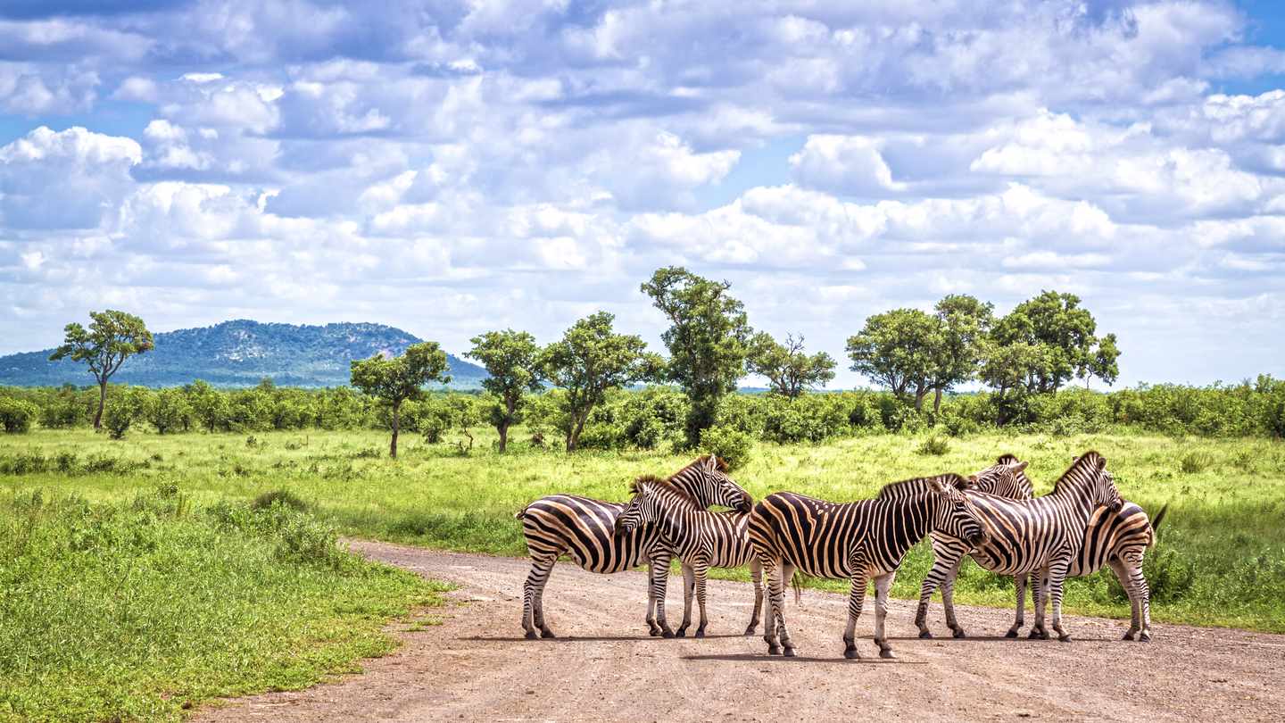 Gruppe von Zebras auf einem Weg in grüner Savannenlandschaft im Kruger Nationalpark in Südafrika