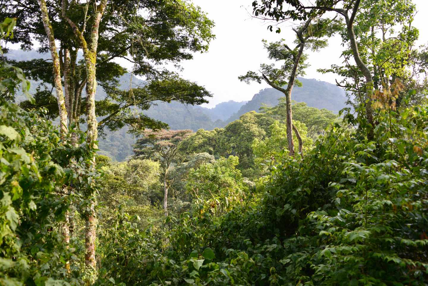 uganda-bwindi-impenetrable-forest-national-park-g-1172930580.jpg