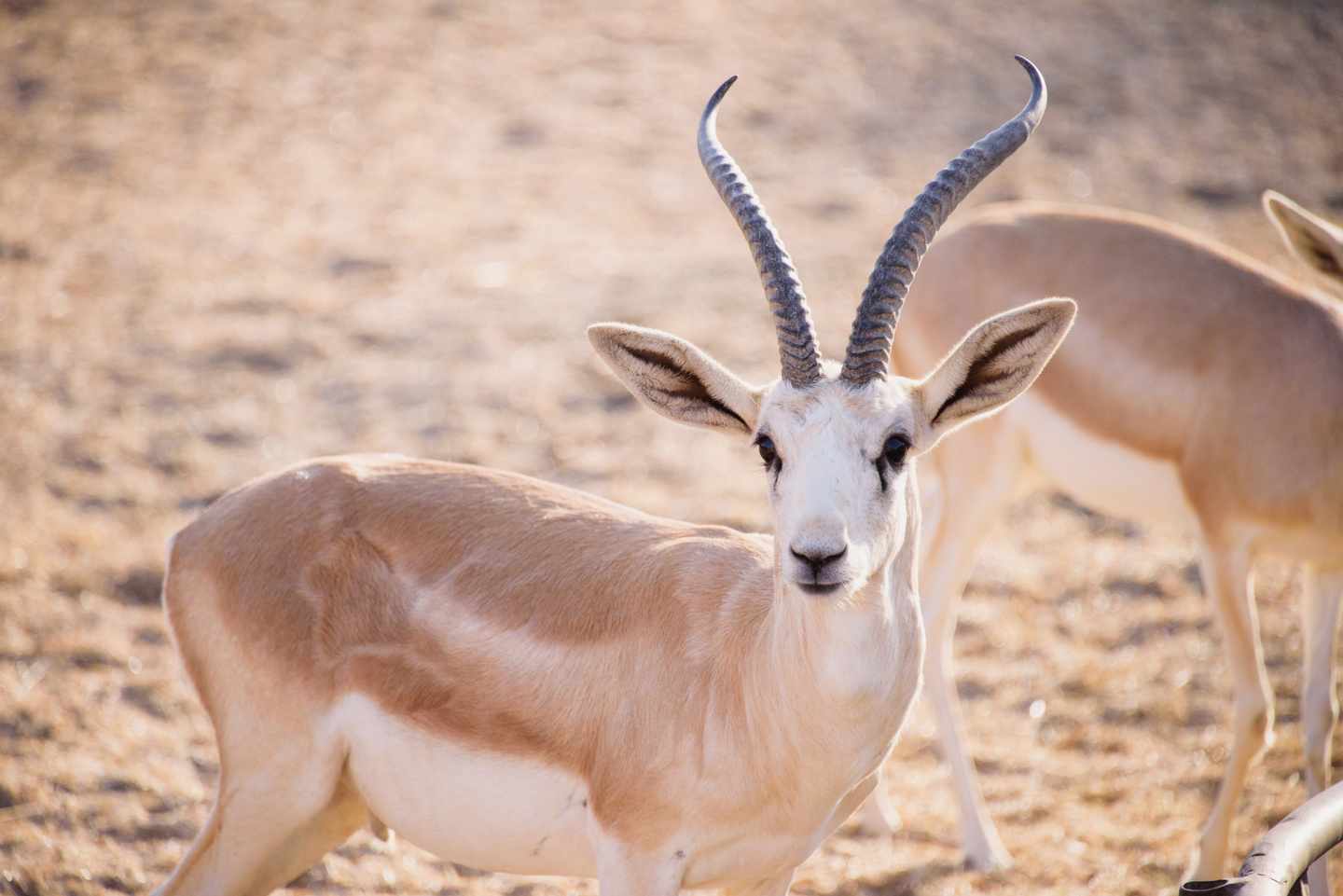 blt5369a1fb18c86c0c-vae-abudhabi-sirbaniyas-g-811841354.jpg Eine Sandgazelle im Sir Bani Yas Wildlife Park