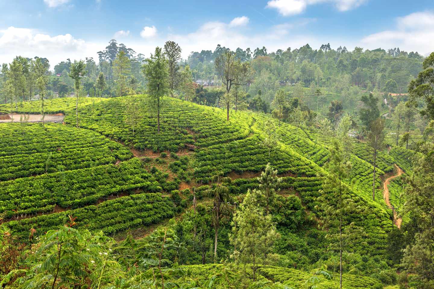 indischer-ozean-sri-lanka-teeplantagen-gruen-berg-g-1341551274.jpg