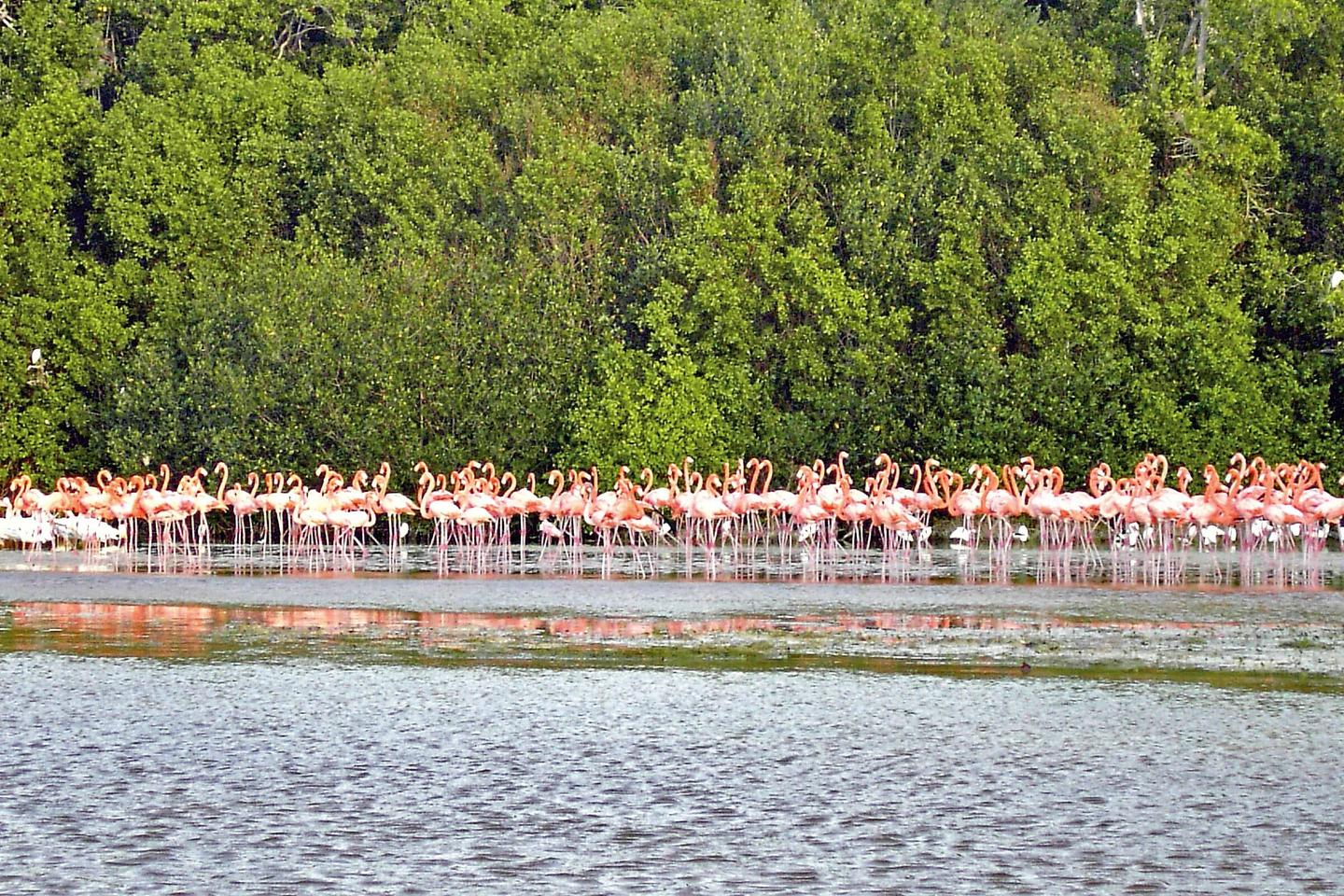mexiko-flamingos-p-MK31423_E-5742154.jpg