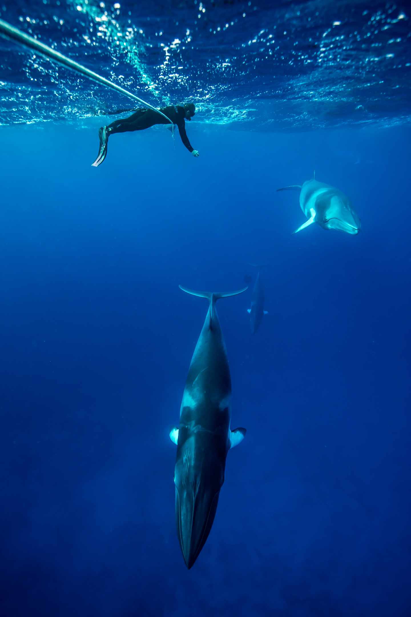 blta2b85f40f0d425b0-australien-tropical-north-queensland-p-136375-0M8A9208-56.jpg GBR