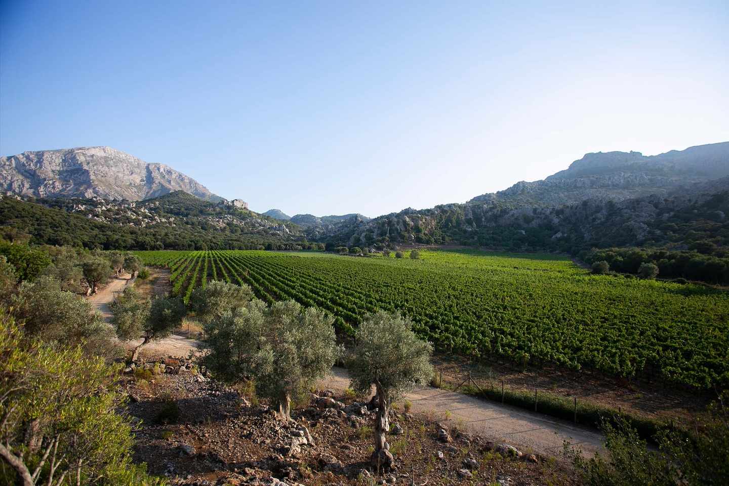 spanien-mallorca-kulinarik-weinberge-im-norden-mallorcas-g-1262649117.jpg