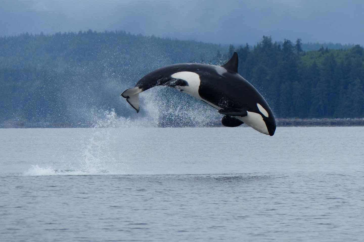 blt23c30a22610e4dd1-kanada-british-columbia-orca-spingt.jpg Orca springt