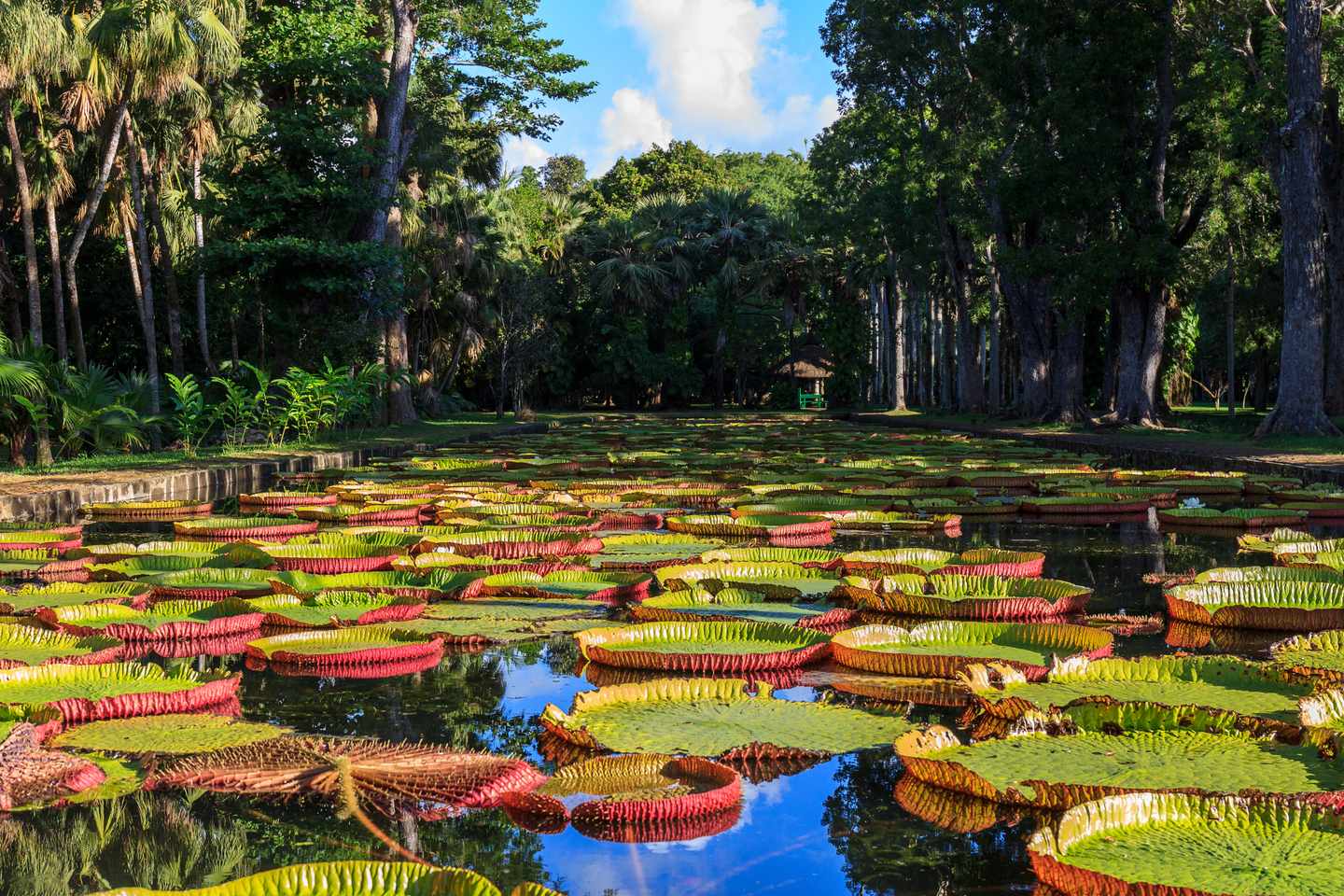 mauritius-botanischer-garten-seerosen-g-1170278447.jpg
