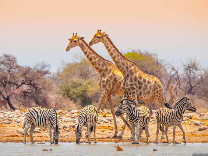 namibia-etosha-safari-zebras-giraffen-g-503592172.jpg