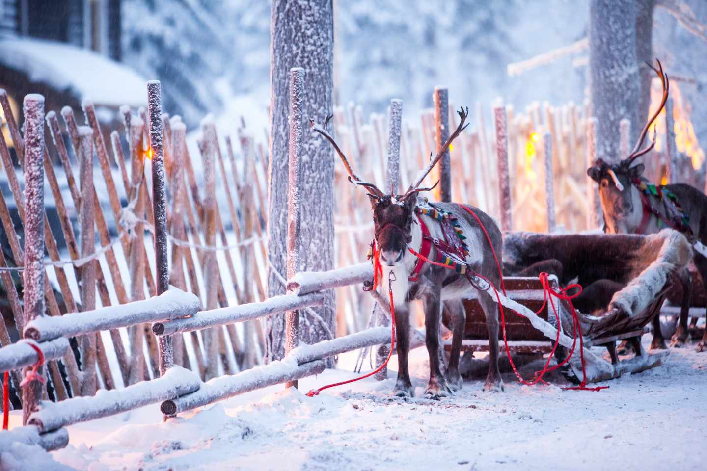 finnland-lappland-rovaniemi-rentier-schlitten-winterwald-g-1189379107.jpg