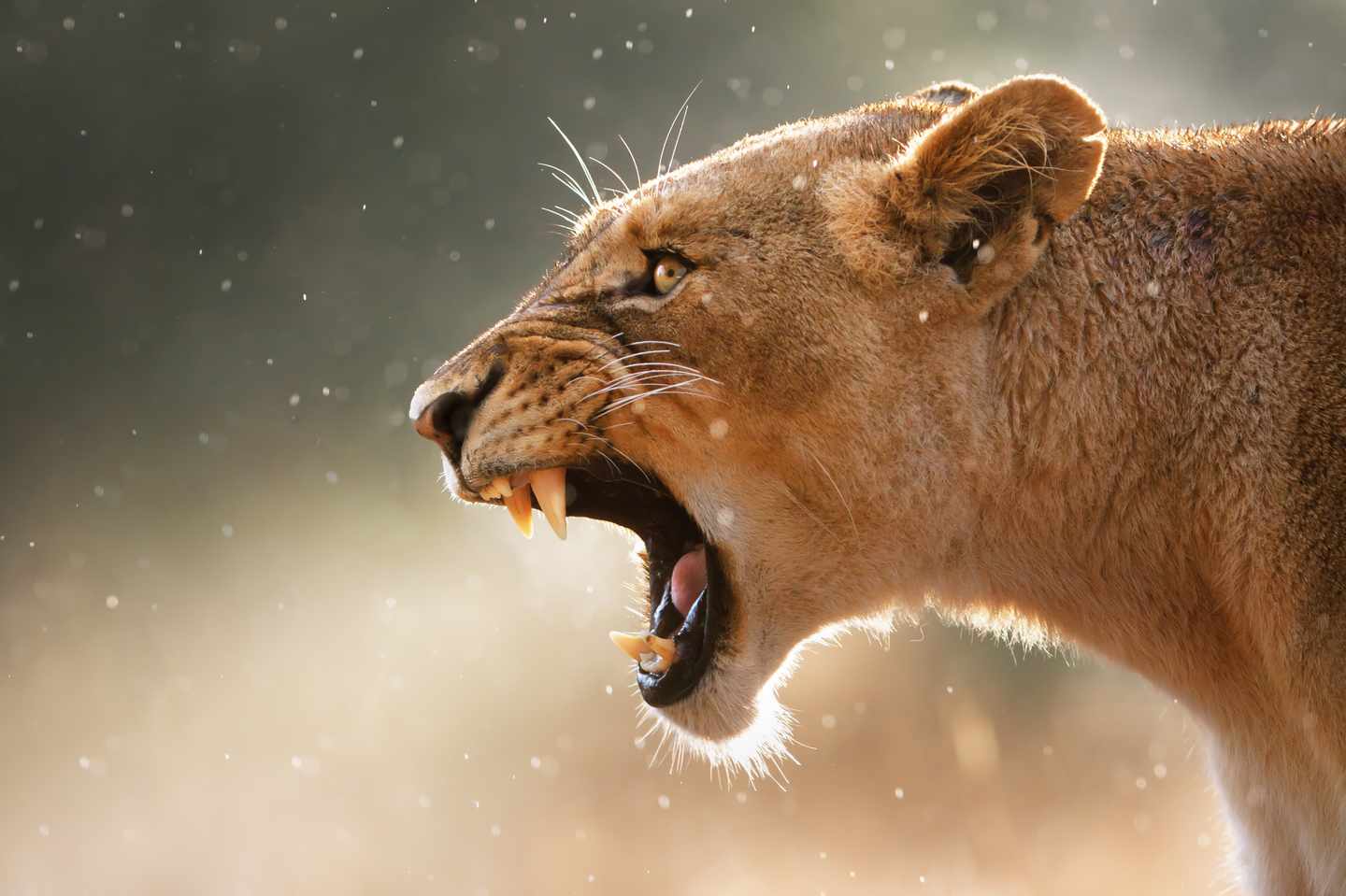 blt427c67d4d7a21803-afrika-loewin-big-five-g-153499239.jpg Eine Löwin brüllt in Nahaufnahme