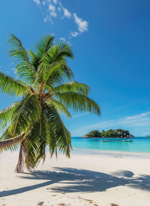 Reiseziele im November malediven-palme-im-sand-g-924698816.jpg