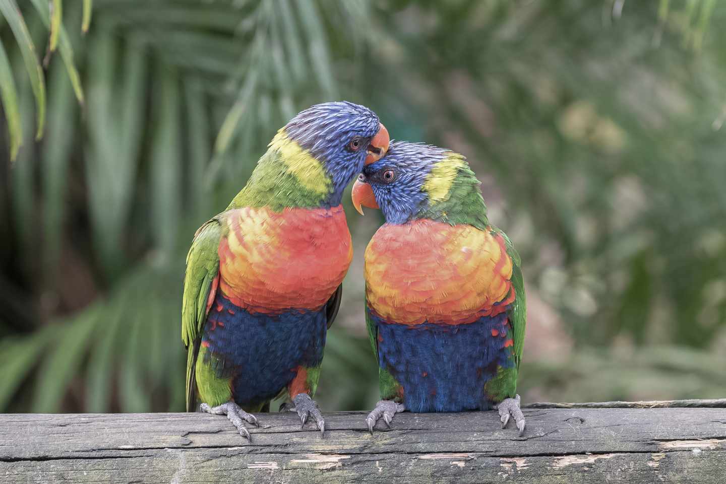 karibik-guadeloupe-allfarbloris-g-909586750.jpg