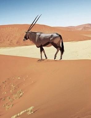 Namibias Nationalparks
