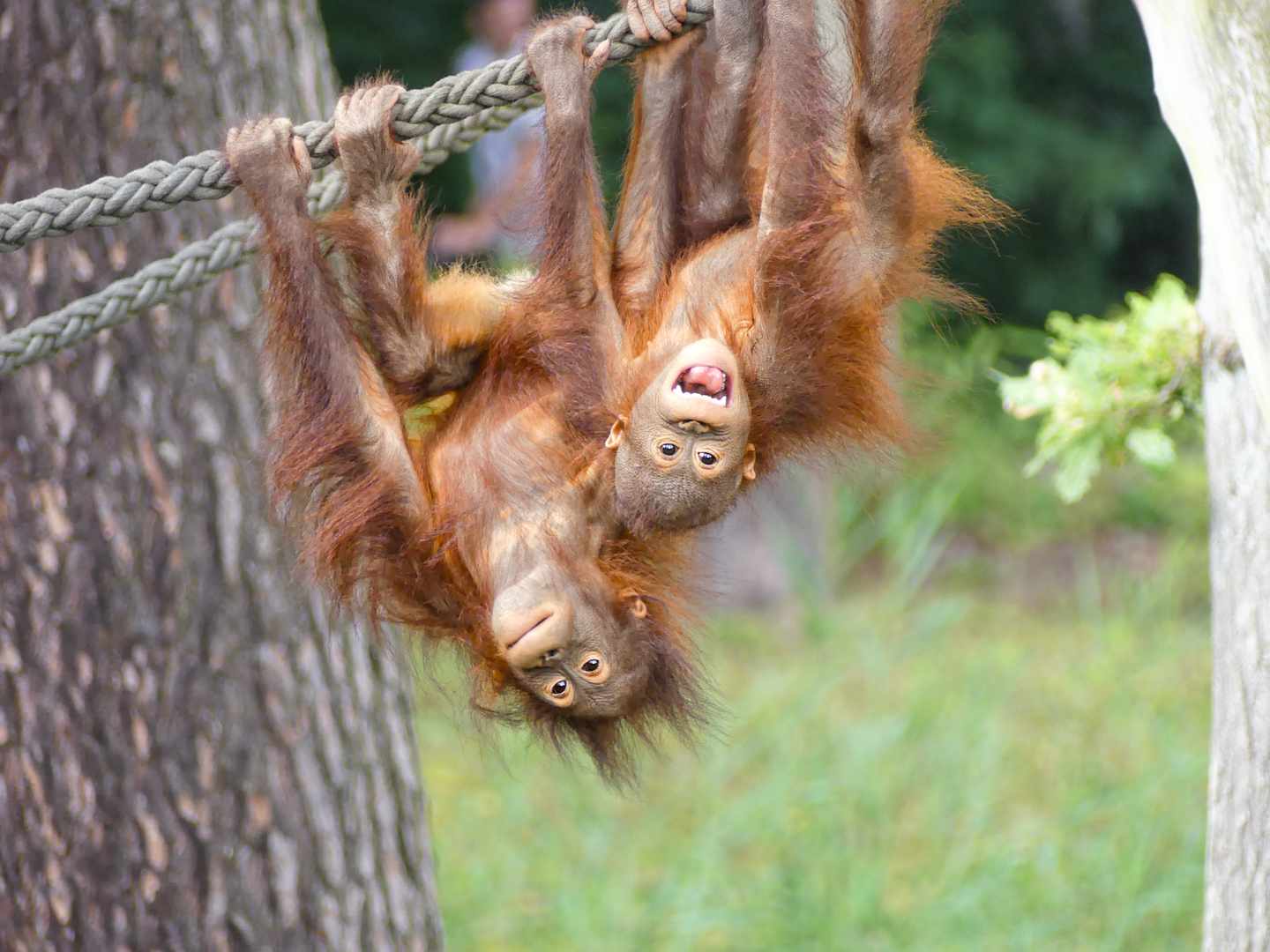 deutschland-rostock-darwineum-zoo-rostock-orang-utans-genilke.jpg