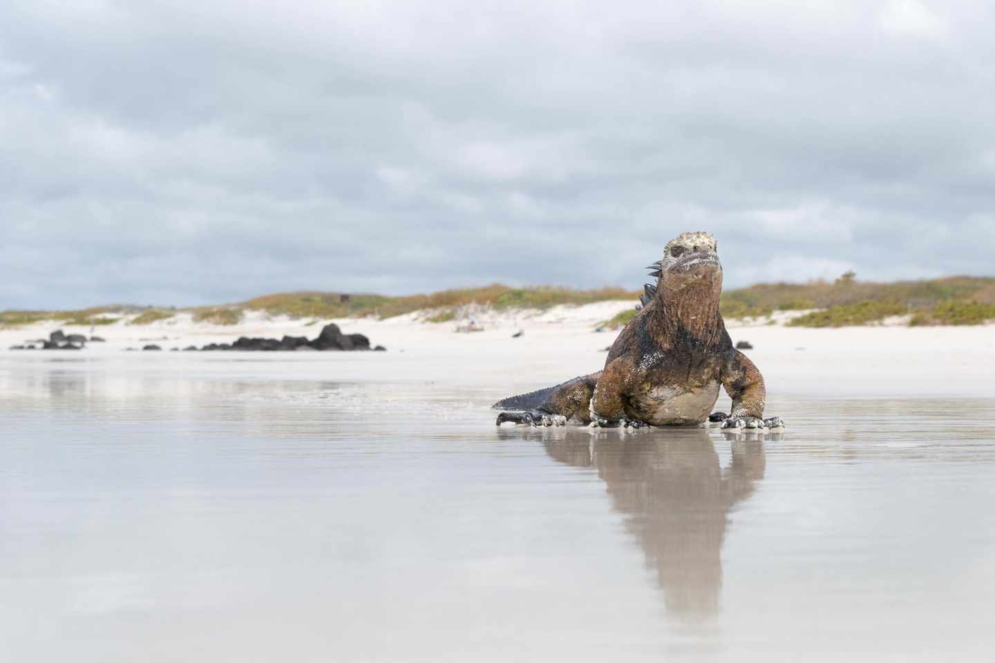 leguan-strand-t-488905984.jpg