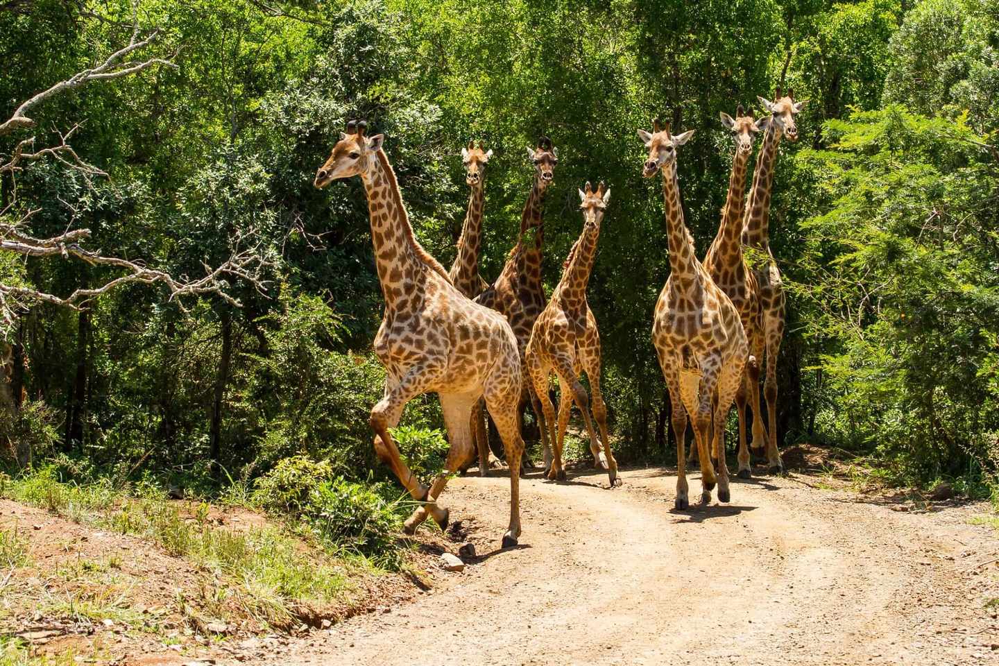 suedafrika-giraffen-g-1217546753.jpg