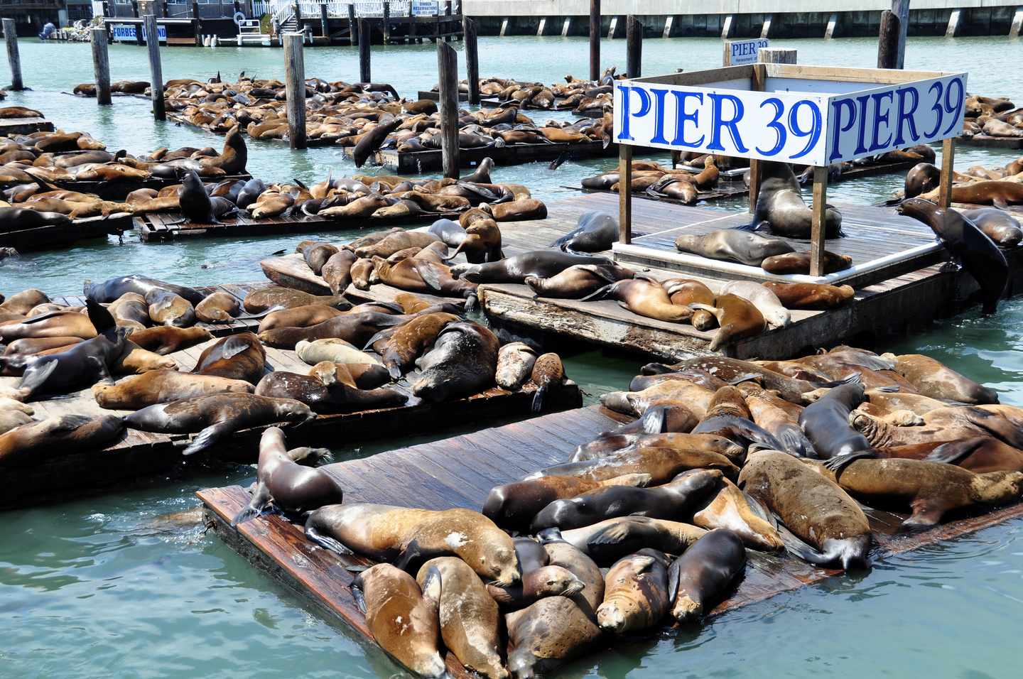 usa-san-francisco-fishermans-wharf-pier39-t-176774770.jpg