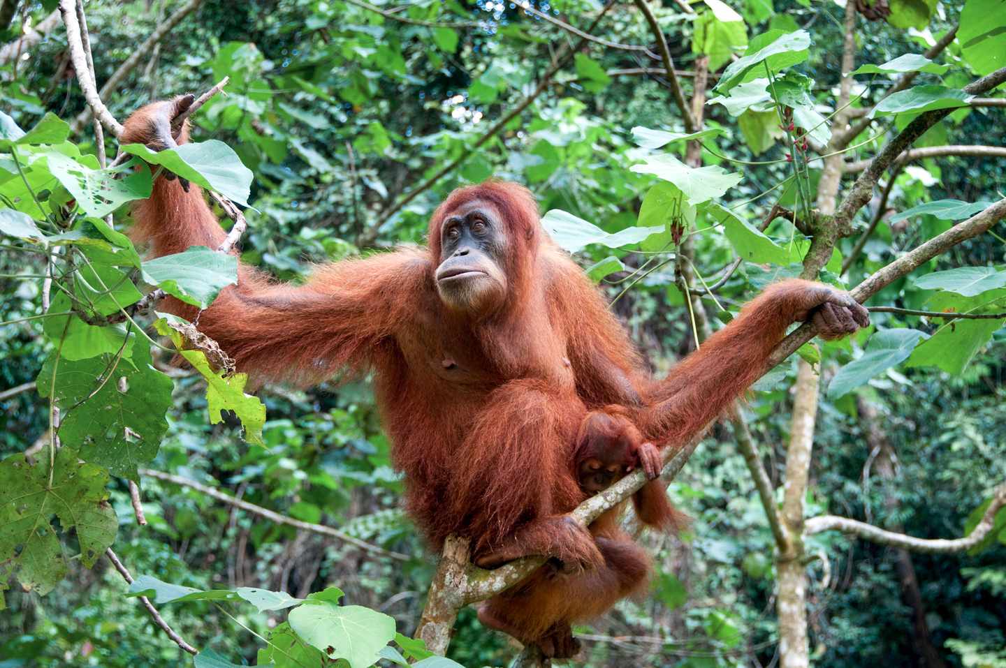 Malaysia-Junger-Orang-Utan-g-154111126.jpg