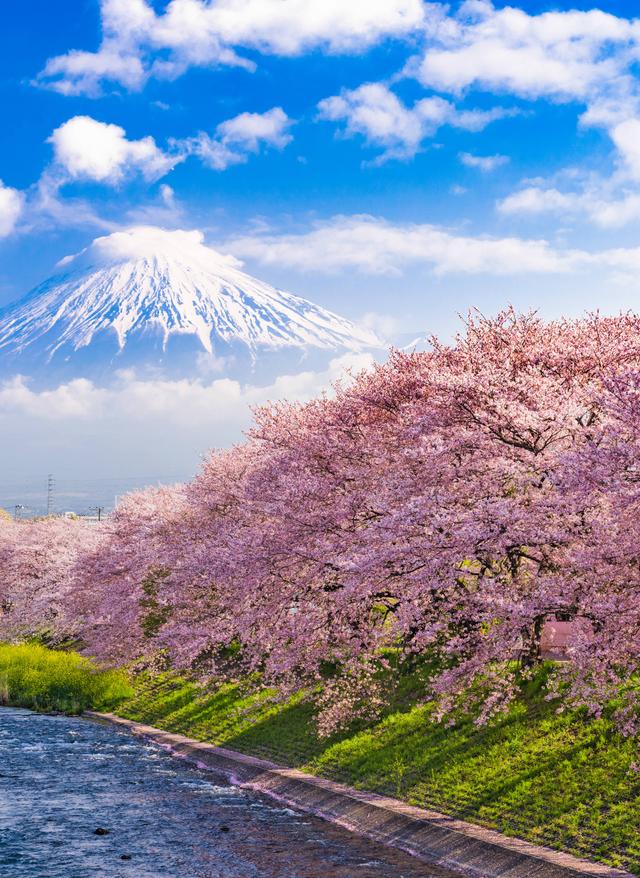 Japan Urlaub japan-fuji-kischrblueten-t-677209164.jpg