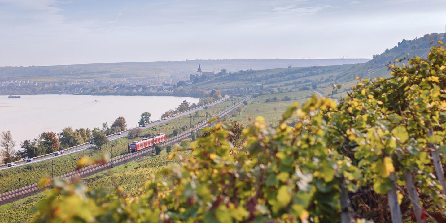 deutschland-rheinland-pfalz-oppenheim-weinberg-am-rhein-g-187346162.jpg