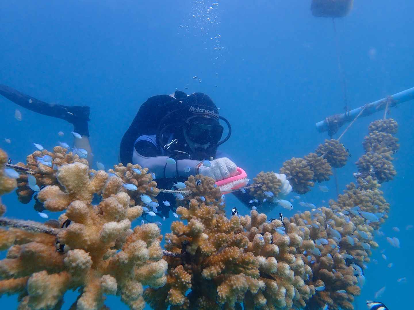 malediven-korallen-nursery-cleaning-taucher-the-oceancy.jpg