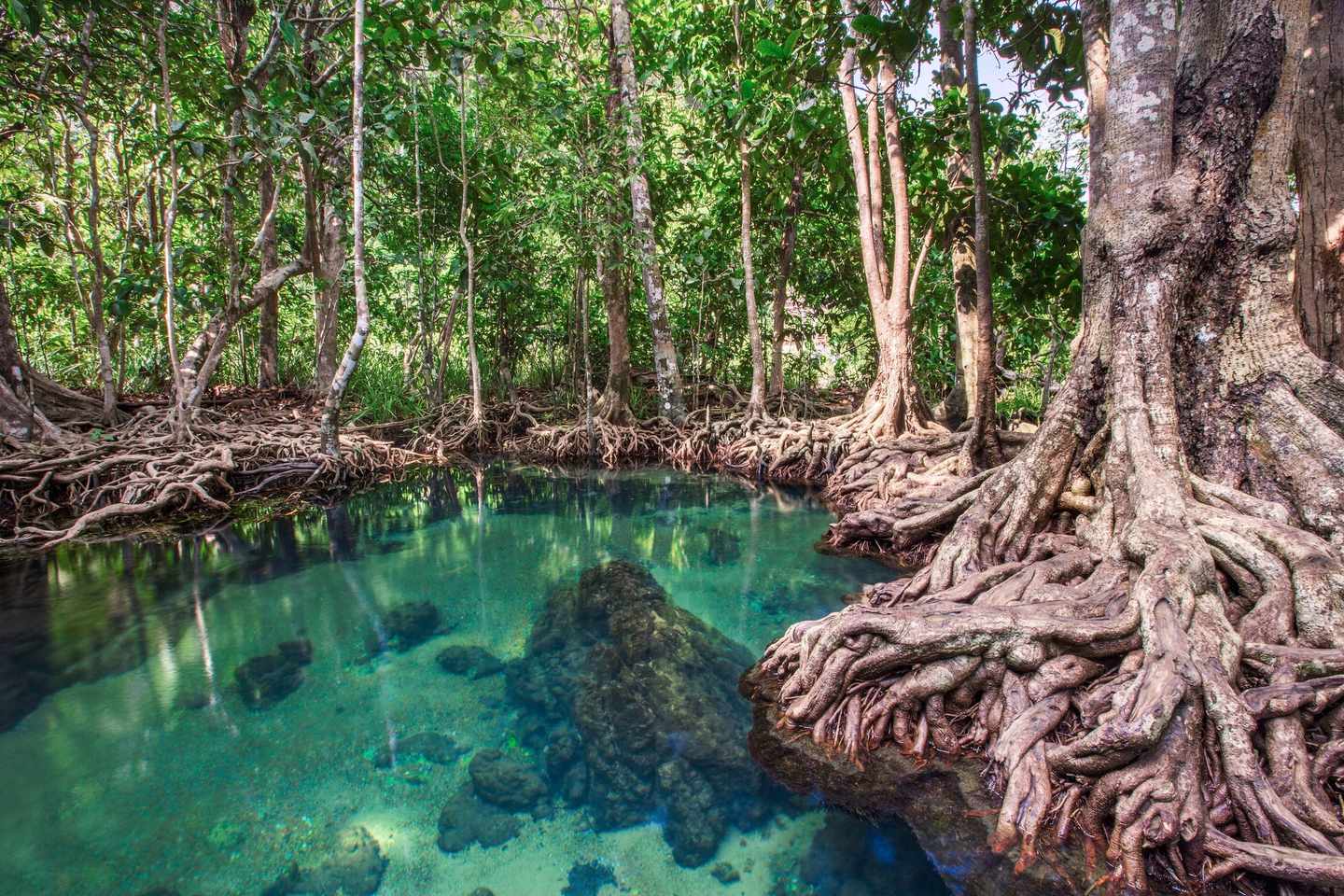 blte9db27fe72f3a311-Thailand-Krabi-B_ume-am-Wasser-g-1009521648.jpg Bäume am Wasser
