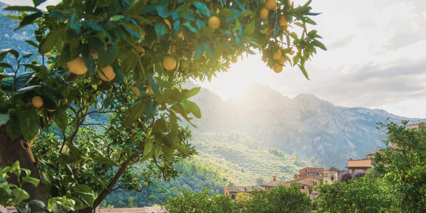 spanien-mallorca-orangenbaum-g-1159402633.jpg