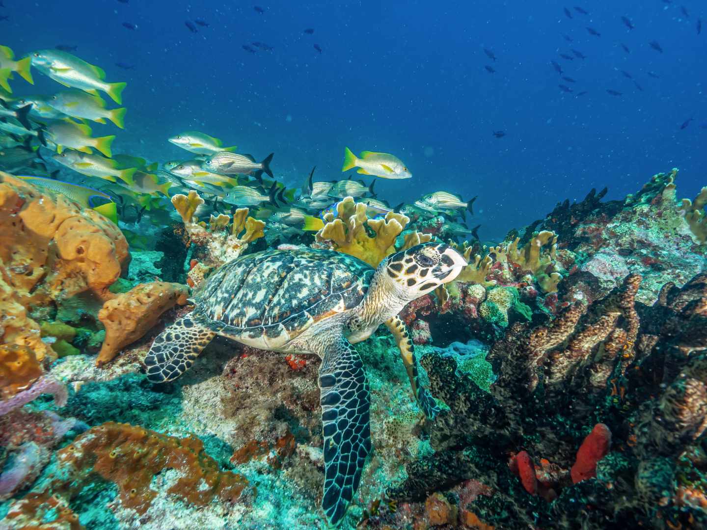 mexiko-yucatan-isla-mujeres-tauchen-schildkroete-g-1262915657.jpg