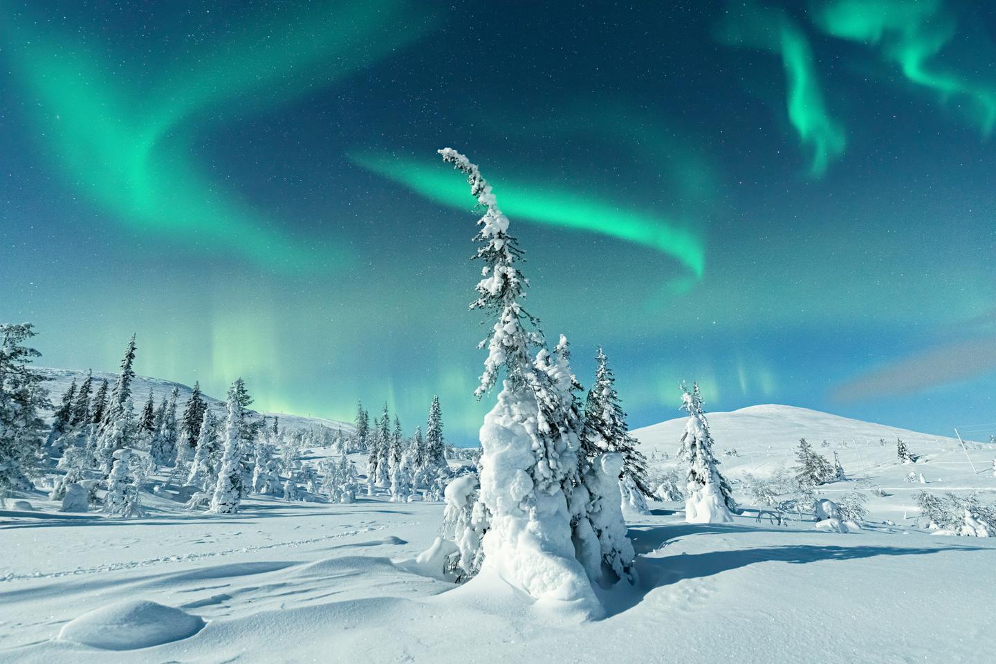 Verschneite Tannenlandschaft im äußersten Norden Finnlands unter der grünen Aurora borealis