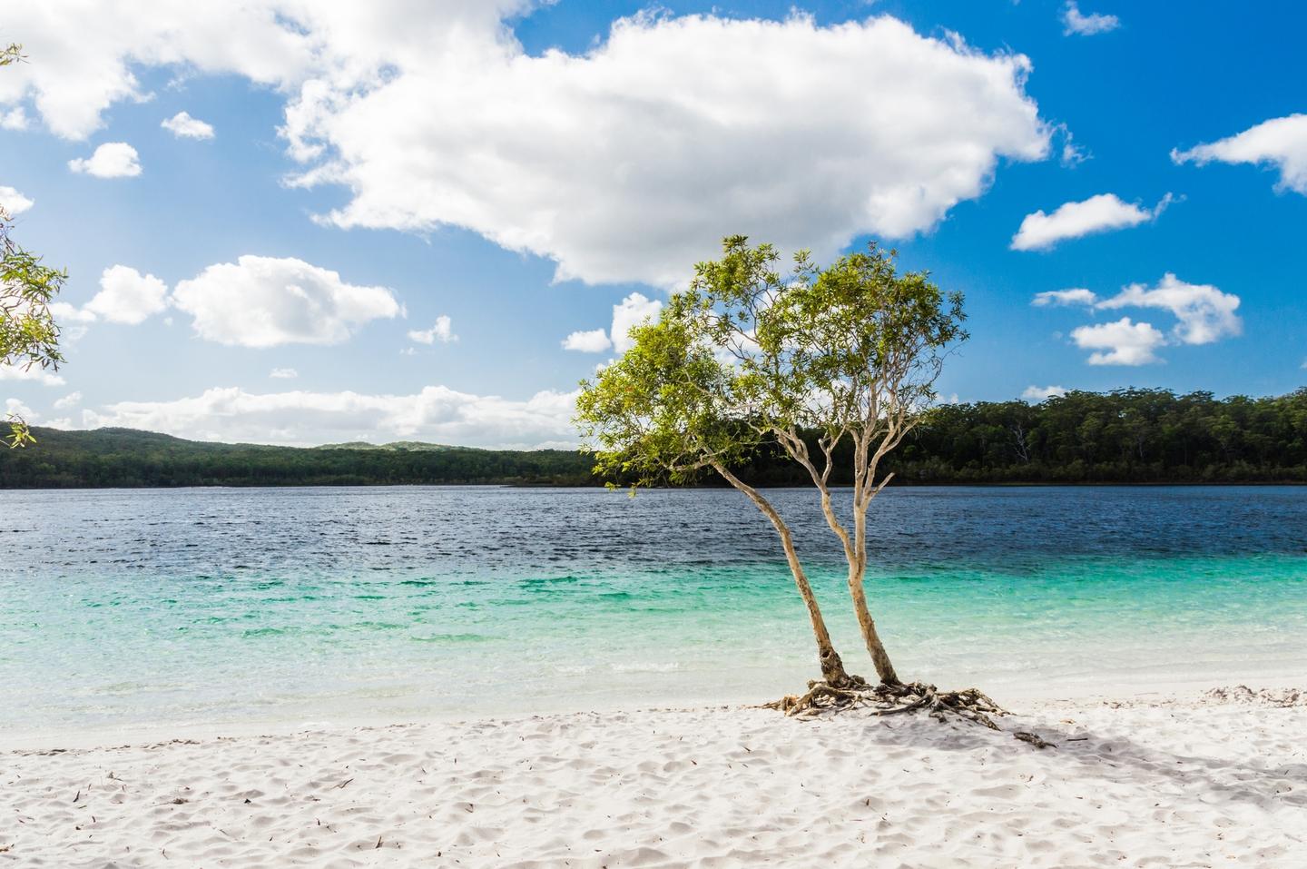 australien-fraser-island-lake-mckenzie-t-500016084.jpg