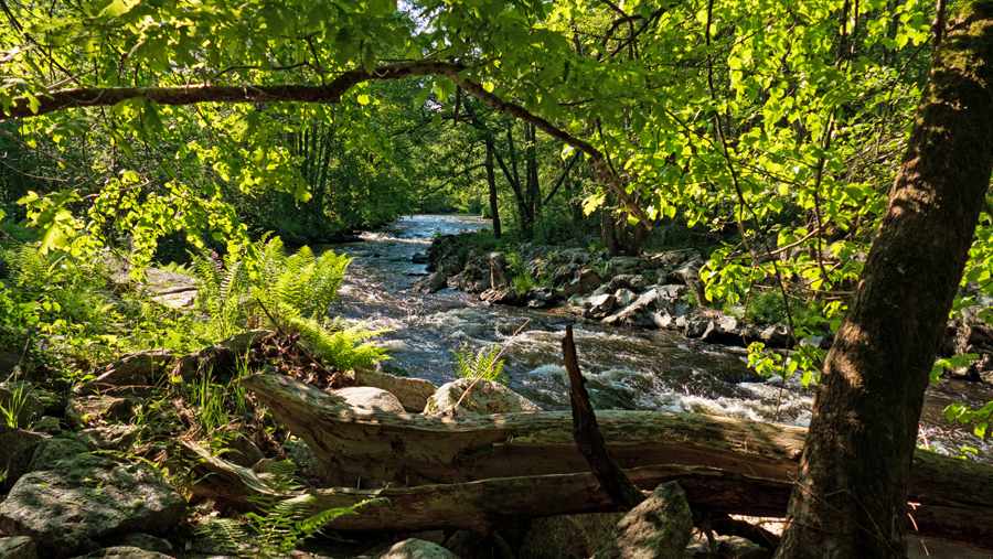 bayrischer_wald_urwald_dertour_g-1262389291.jpg