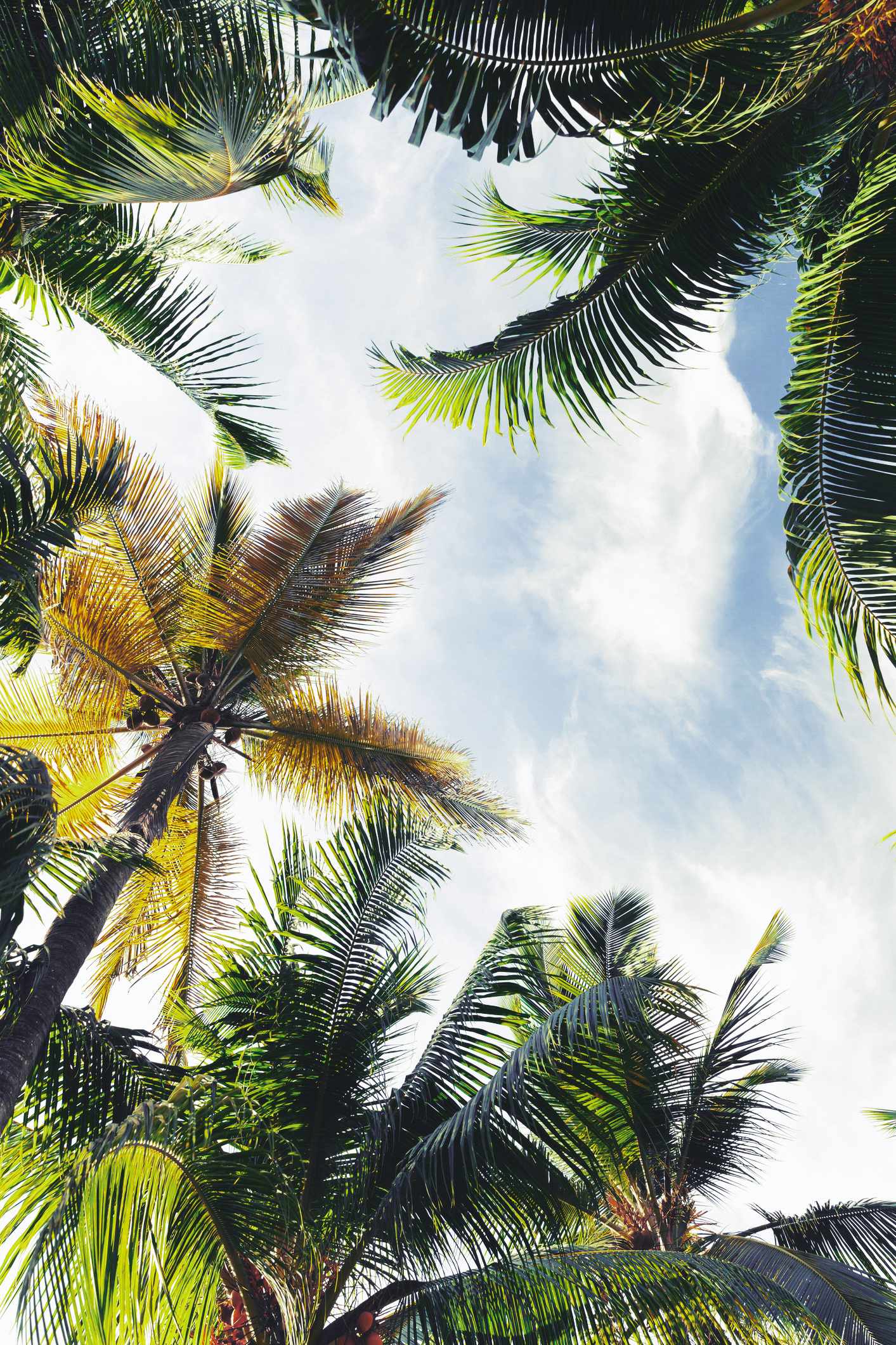 blt11cd0dde87fec454-Dominikanische-Republik-Punta-Cana-Kokosnuss-Palmen-g-641089364.jpg Kokosnuss-Palmen