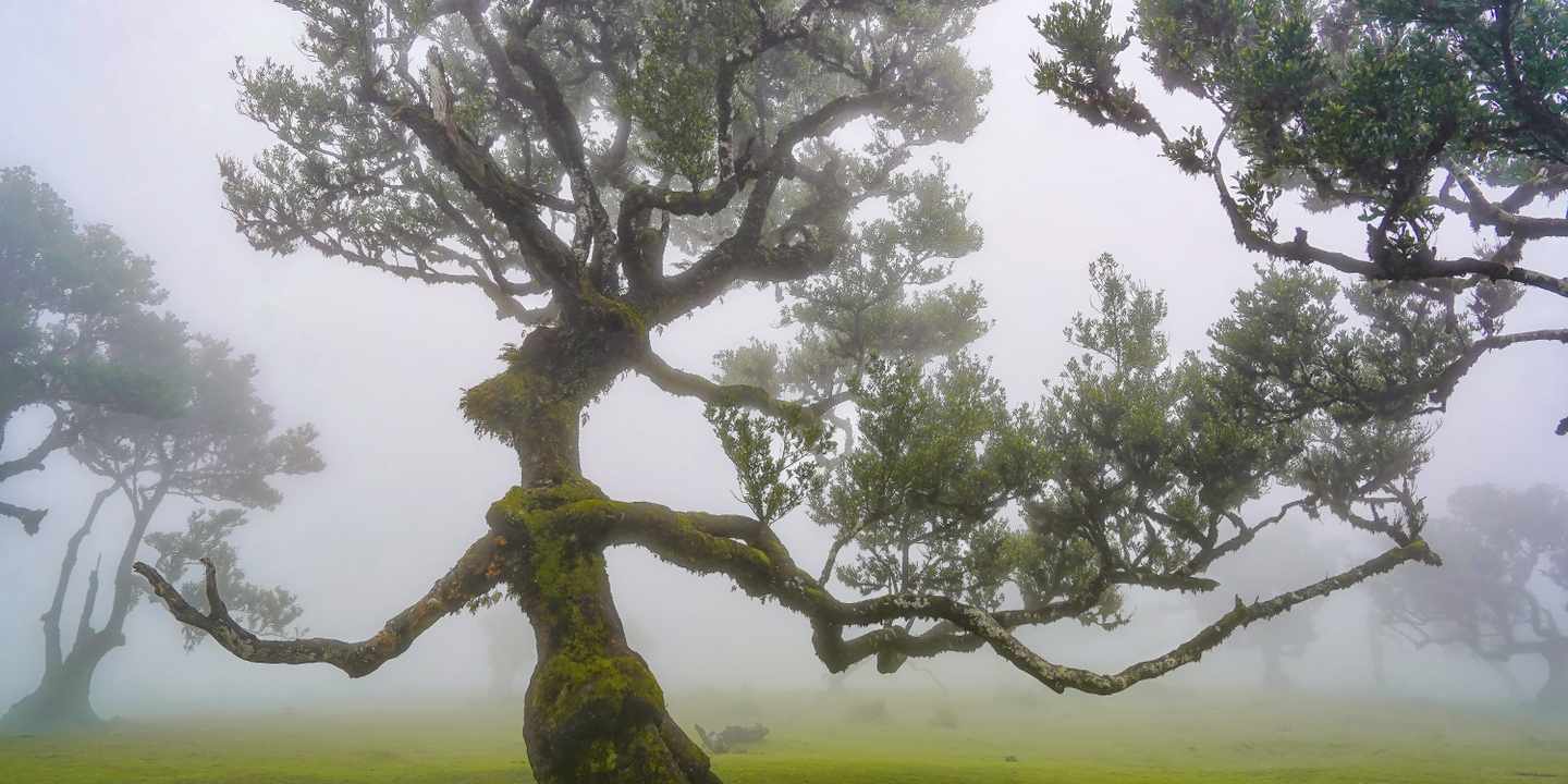 portugal-madeira-fanal-forest-lorbeerbaum-nebel-silhouette-g-2247169055.jpg